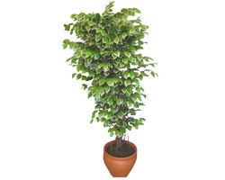 Ficus zel Starlight 1,75 cm   Erzurum iek yolla , iek gnder , ieki  