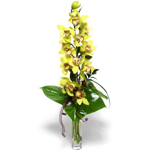  Erzurum internetten iek siparii  cam vazo ierisinde tek dal canli orkide