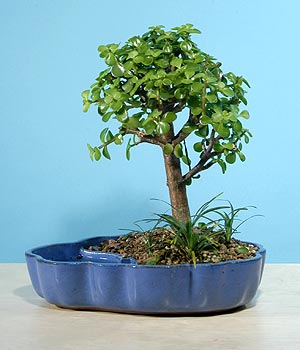 ithal bonsai saksi iegi  Erzurum kaliteli taze ve ucuz iekler 