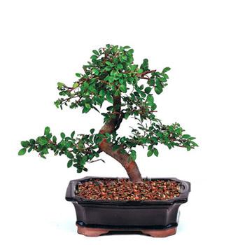 ithal bonsai saksi iegi  Erzurum yurtii ve yurtd iek siparii 