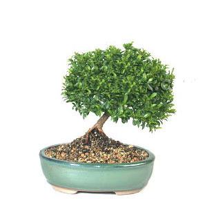 ithal bonsai saksi iegi  Erzurum nternetten iek siparii 