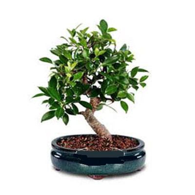 ithal bonsai saksi iegi  Erzurum iek servisi , ieki adresleri 