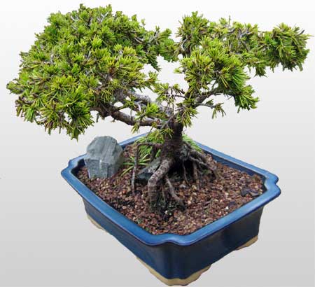 ithal bonsai saksi iegi  Erzurum iek online iek siparii 