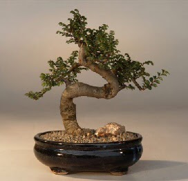 ithal bonsai saksi iegi  Erzurum iek yolla 