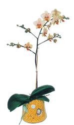  Erzurum online ieki , iek siparii  Phalaenopsis Orkide ithal kalite