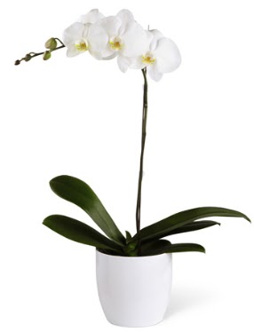1 dall beyaz orkide  Erzurum iek yolla 