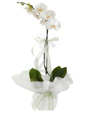 1 dal beyaz orkide iei  Erzurum yurtii ve yurtd iek siparii 