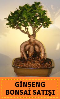 Ginseng bonsai sat japon aac  Erzurum iek yolla , iek gnder , ieki  