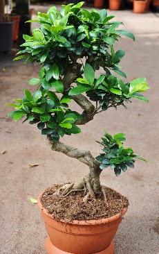 Orta boy bonsai saks bitkisi  Erzurum gvenli kaliteli hzl iek 