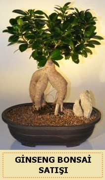 thal Ginseng bonsai sat japon aac  Erzurum iek servisi , ieki adresleri 