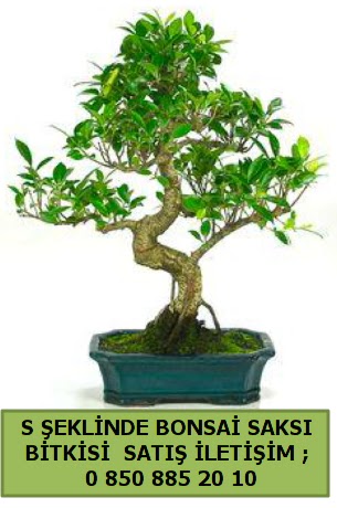 thal S eklinde dal erilii bonsai sat  Erzurum cicek , cicekci 