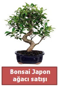 Japon aac bonsai sat  Erzurum iek servisi , ieki adresleri 