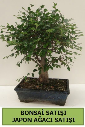 Minyatr bonsai japon aac sat  Erzurum iek siparii vermek 