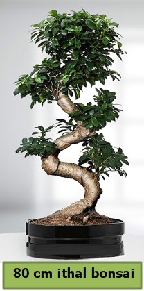 80 cm özel saksıda bonsai bitkisi  Erzurum cicekciler , cicek siparisi 
