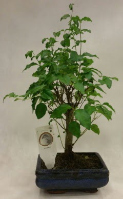 Minyatr bonsai japon aac sat  Erzurum cicekciler , cicek siparisi 