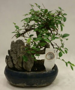 thal 1.ci kalite bonsai japon aac  Erzurum uluslararas iek gnderme 