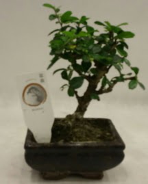 Kk minyatr bonsai japon aac  Erzurum cicek , cicekci 