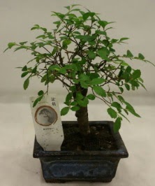 Minyatr ithal japon aac bonsai bitkisi  Erzurum uluslararas iek gnderme 