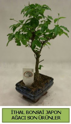 thal bonsai japon aac bitkisi  Erzurum ieki telefonlar 