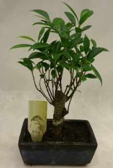 Japon aac bonsai bitkisi sat  Erzurum cicekciler , cicek siparisi 