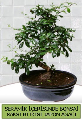 Seramik vazoda bonsai japon aac bitkisi  Erzurum iek servisi , ieki adresleri 