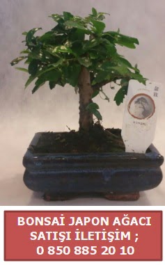 Japon aac minyar bonsai sat  Erzurum uluslararas iek gnderme 