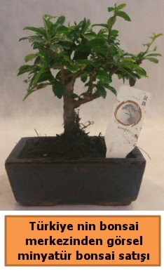 Japon aac bonsai sat ithal grsel  Erzurum online iek gnderme sipari 