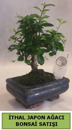 thal japon aac bonsai bitkisi sat  Erzurum cicekciler , cicek siparisi 
