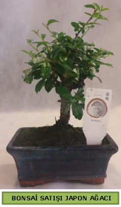 Minyatr bonsai aac sat  Erzurum cicek , cicekci 