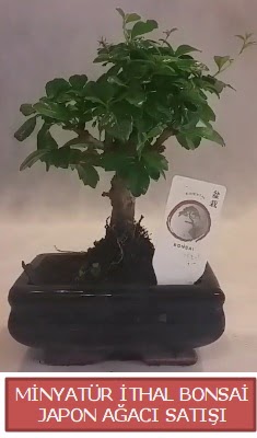 Kk grsel bonsai japon aac bitkisi  Erzurum 14 ubat sevgililer gn iek 