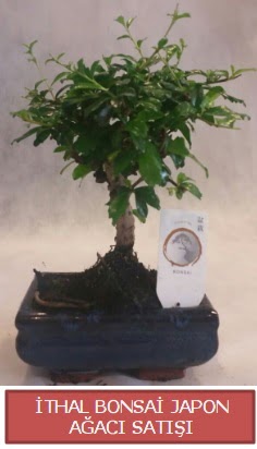 thal kk boy minyatr bonsai aa bitkisi  Erzurum cicekciler , cicek siparisi 