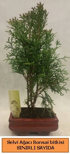 Selvi aac bonsai japon aac bitkisi  Erzurum uluslararas iek gnderme 