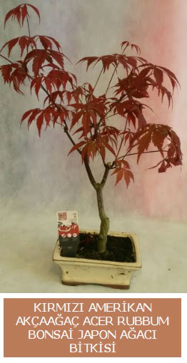 Amerikan akaaa Acer Rubrum bonsai  Erzurum iek gnderme sitemiz gvenlidir 