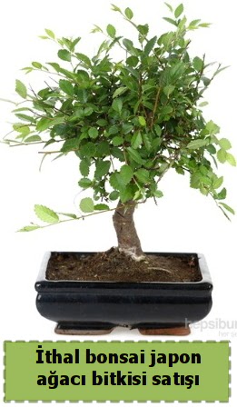 thal bonsai saks iei Japon aac sat  Erzurum internetten iek siparii 