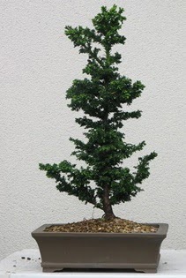 am aac bonsai bitkisi sat  Erzurum cicekciler , cicek siparisi 