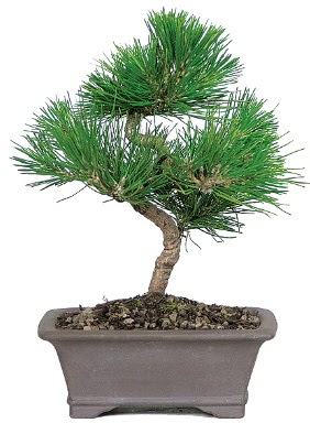 am aac bonsai japon aac bitkisi  Erzurum cicek , cicekci 