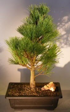 am aac japon aac bitkisi bonsai  Erzurum cicekciler , cicek siparisi 