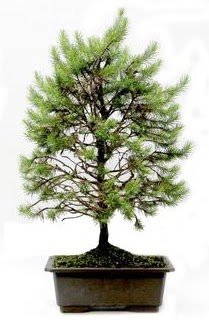 *** STOKTA YOK - am aac bonsai bitkisi sat  Erzurum nternetten iek siparii 