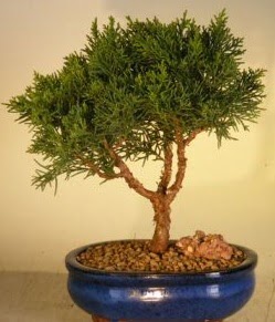 Servi am bonsai japon aac bitkisi  Erzurum online iek gnderme sipari 