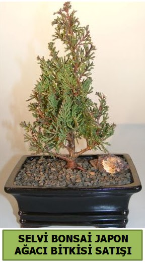 Selvi am japon aac bitkisi bonsai  Erzurum cicekciler , cicek siparisi 