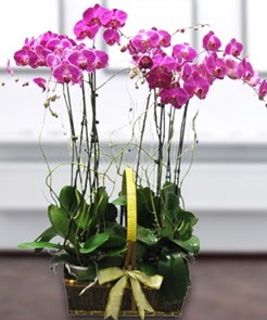 7 dall mor lila orkide  Erzurum iek siparii vermek 