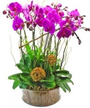 Ahap ktkte lila mor orkide 8 li  Erzurum iek maazas , ieki adresleri 