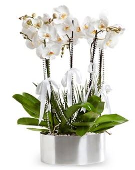Be dall metal saksda beyaz orkide  Erzurum online iek gnderme sipari 