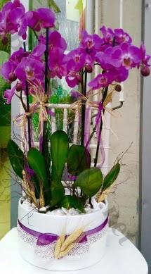 Seramik vazoda 4 dall mor lila orkide  Erzurum online ieki , iek siparii 