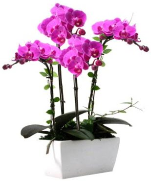 Seramik vazo ierisinde 4 dall mor orkide  Erzurum uluslararas iek gnderme 