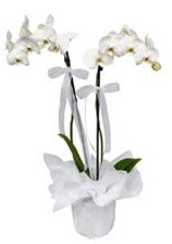 2 dall beyaz orkide  Erzurum ieki maazas 
