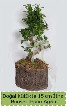 Doal ktkte thal bonsai japon aac  Erzurum cicek , cicekci 