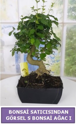 S dal erilii bonsai japon aac  Erzurum uluslararas iek gnderme 