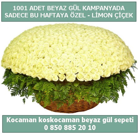 1001 adet beyaz gül sepeti özel kampanyada  Erzurum çiçek siparişi vermek 