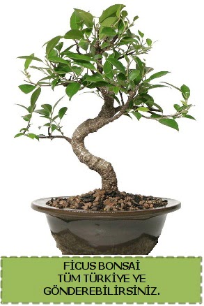 Ficus bonsai  Erzurum iek siparii vermek 